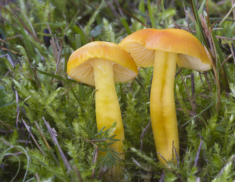 Hygrocybe chlorophana